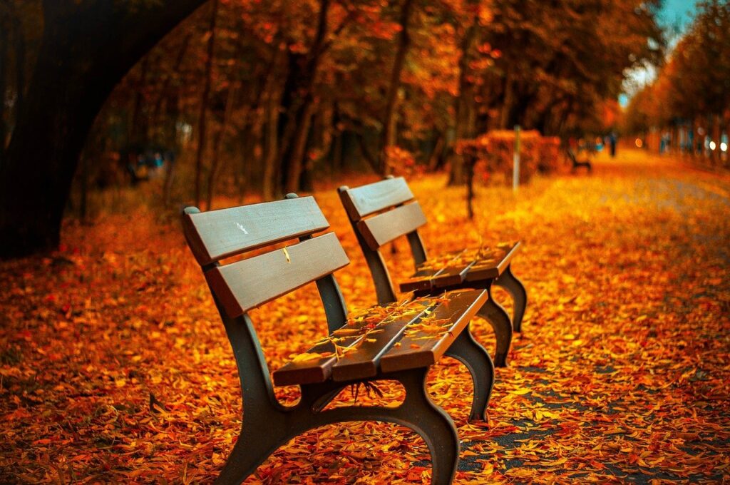 Autumn leaves