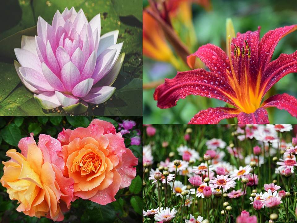 Getting to Know Plants The MindPalace Academy of Learning