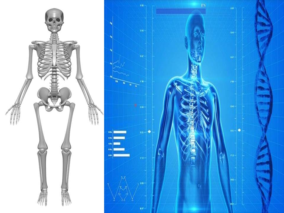 human body a wonderful machine essay